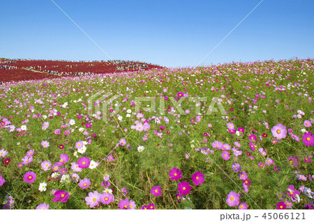 コキア　コスモス　国営ひたち海浜公園 45066121