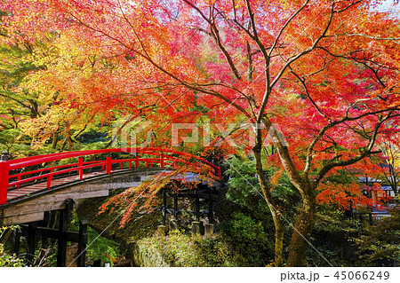 紅葉の河鹿橋 45066249