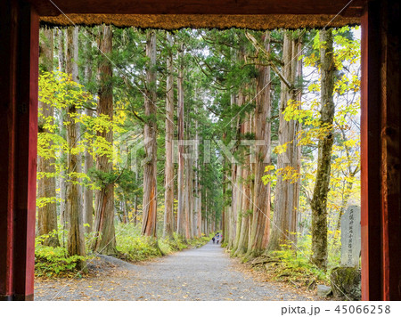 随神門と杉並木 45066258