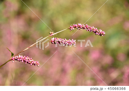 イヌタデ（犬蓼） 45066366