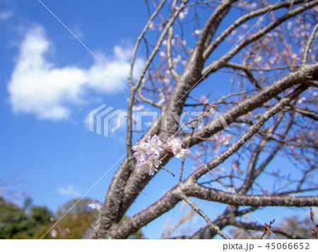 【静岡県伊豆市】公園の十月桜(じゅうがつザクラ)【修善寺虹の郷】 【静岡県伊豆市】公園の十月桜(じゅうがつザクラ)【修善寺虹の郷】 45066652