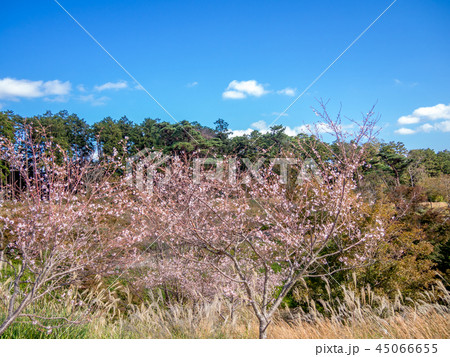 【静岡県伊豆市】公園の十月桜（じゅうがつザクラ）【修善寺虹の郷】 45066655
