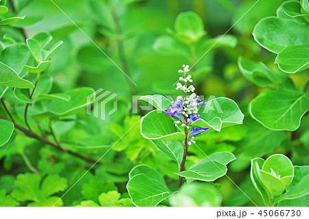 ハマゴウの花 45066730