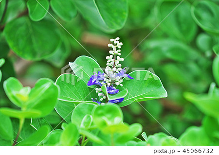 ハマゴウの花 45066732