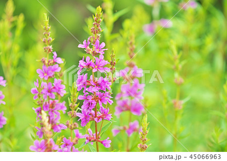 紫のミソハギの花 45066963