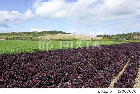 赤ジソ畑 シソ 赤ジソ畑 シソ 45067070