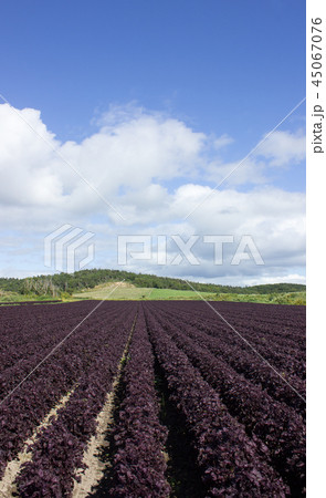 赤ジソ畑 シソ 赤ジソ畑 シソ 45067076