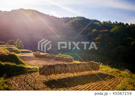 秋の田園風景 45067259