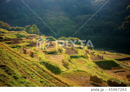 秋の田園風景 45067263