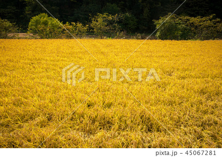 秋の田園風景 秋の田園風景 45067281