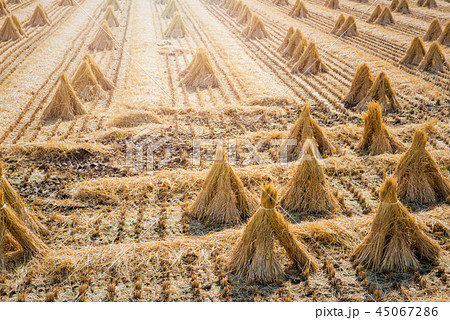 秋の田園風景 45067286