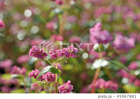 赤ソバ 赤ソバ 45067881