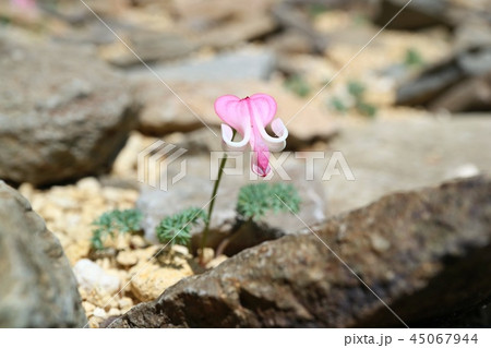 コマクサ　高山植物　山野草 45067944