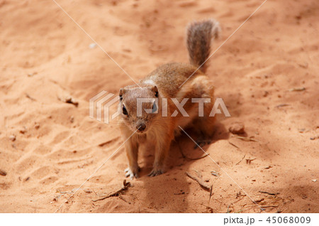 砂漠のハリスレイヨウジリス Antelope Squirrel 砂漠のハリスレイヨウジリス Antelope Squirrel 45068009