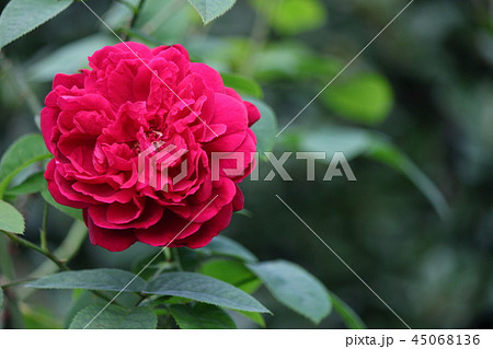 薔薇　ＬＤブレスウェイト 45068136