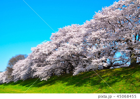 桜景　淀川河川公園 45068455