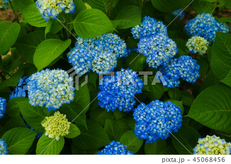 紫陽花 紫陽花 45068456