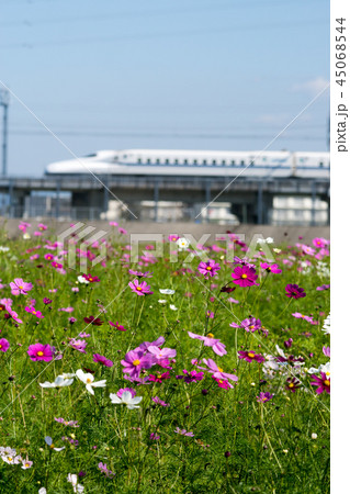 コスモス畑と東海道新幹線 コスモス畑と東海道新幹線 45068544