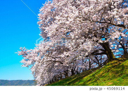 桜景 淀川河川公園 桜景 淀川河川公園 45069114