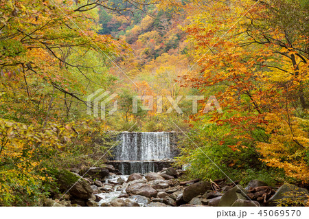 みなかみ町湯檜曽川紅葉 45069570