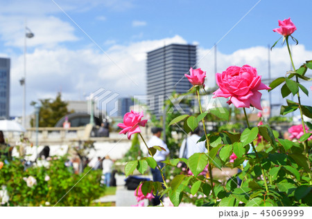 大阪　中之島バラ園の風景 45069999