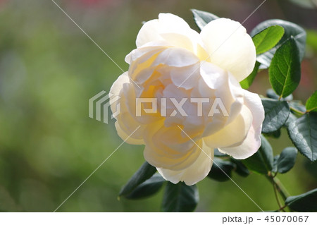 薔薇　ウォラトン・オールド・ホール 45070067