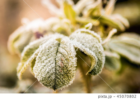 frozen last autumn leaves in ice crystals on the tree  45070802