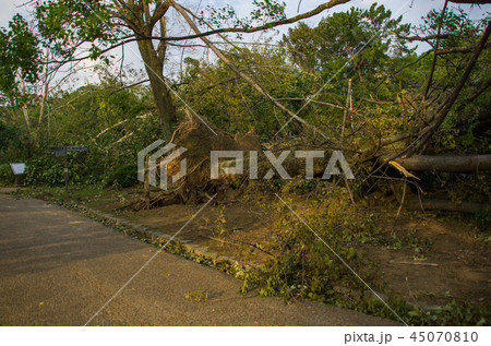 台風被害・倒木 台風被害・倒木 45070810