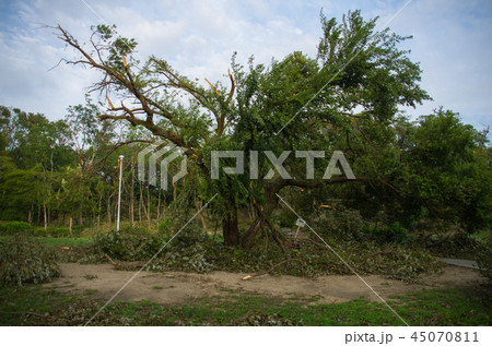 台風被害・倒木 45070811