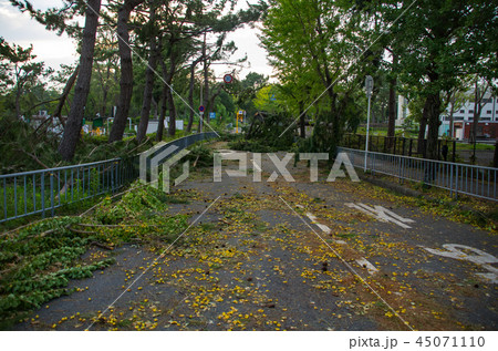 台風被害・道路を塞ぐ倒れた街路樹 45071110