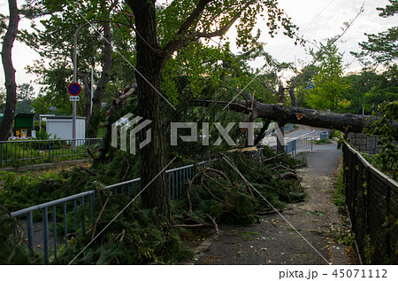 台風被害・倒れた街路樹 45071112
