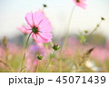 コスモス 45071439