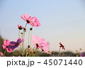 コスモス 45071440