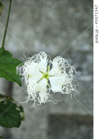 ツタの白い花の写真素材