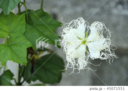 ツタの白い花の写真素材