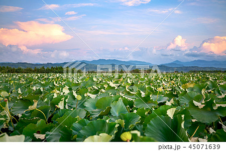 夕暮れの蓮畑 45071639