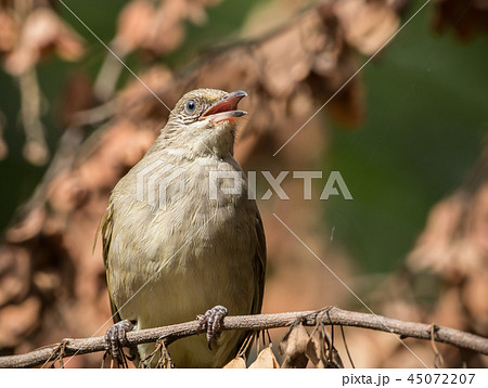 Pycnonotus blanfordi on banch tree. 45072207