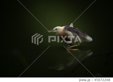 Javan Pond heron on dry banch in pond. 45072208