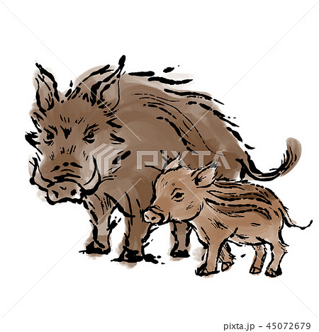 コンプリート 猪 イラスト リアル ただの動物の画像