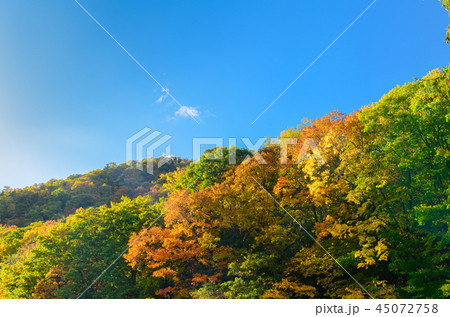 colourful forest on autumn season in Jozankei 45072758