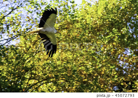 Flying Egyptian vulture (Neophron percnopterus) 45072793