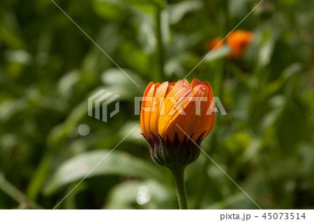 Beautiful colorful calendula flower in garden Beautiful colorful calendula flower in garden 45073514