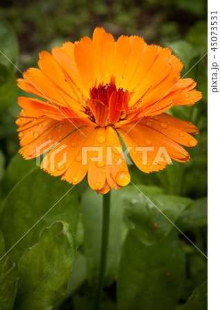 Beautiful colorful calendula flower in garden Beautiful colorful calendula flower in garden 45073531