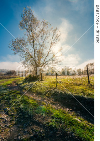 tree by the road in morning light 45073990