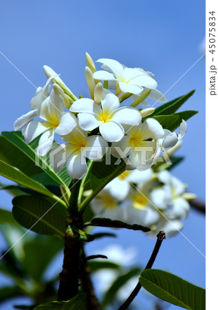 Bouquet 45075834