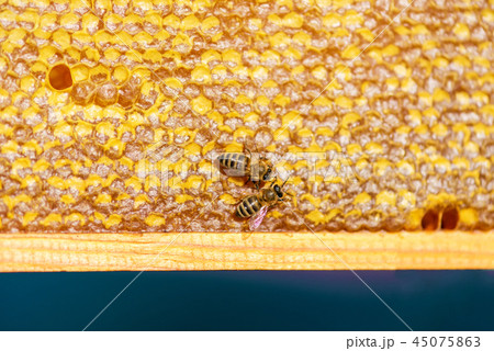 close up of bees on honeycomb in apiary close up of bees on honeycomb in apiary 45075863