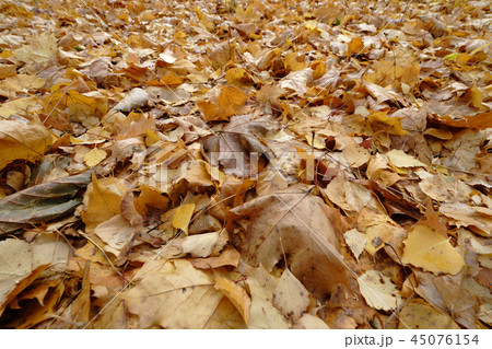Rustling autumn has come Rustling autumn has come 45076154