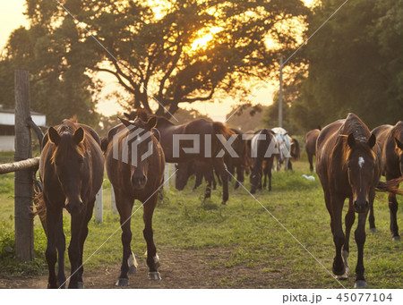Grazing herd of horses in meadow Grazing herd of horses in meadow 45077104