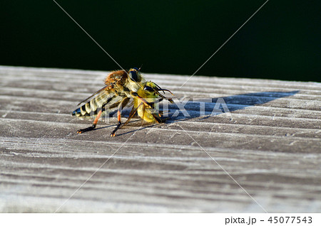 メスのシオヤアブに捕まえられた蜂と推定される昆虫を撮影した写真 45077543