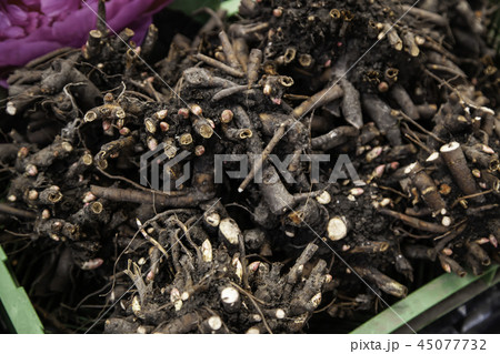 Bulbs in a market Bulbs in a market 45077732